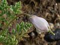 Himalayan Little Poppy